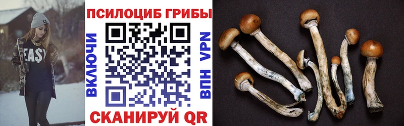 Галлюциногенные грибы Magic Shrooms магазин продажи наркотиков Судогда
